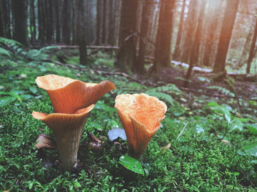 Unlocking the Potential: Navigating the Universe of Vitamin and Mineral Supplements