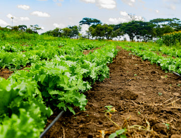 Sustainable Practices in Nutraceutical Production